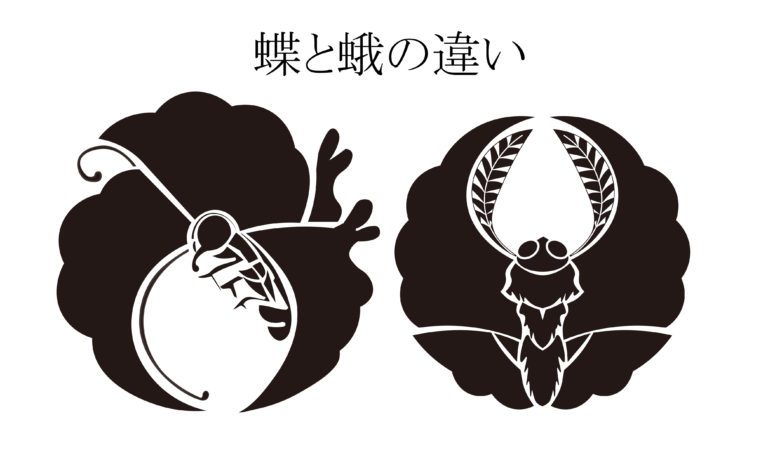投稿についてもっと詳しく 蝶と蛾の違い
