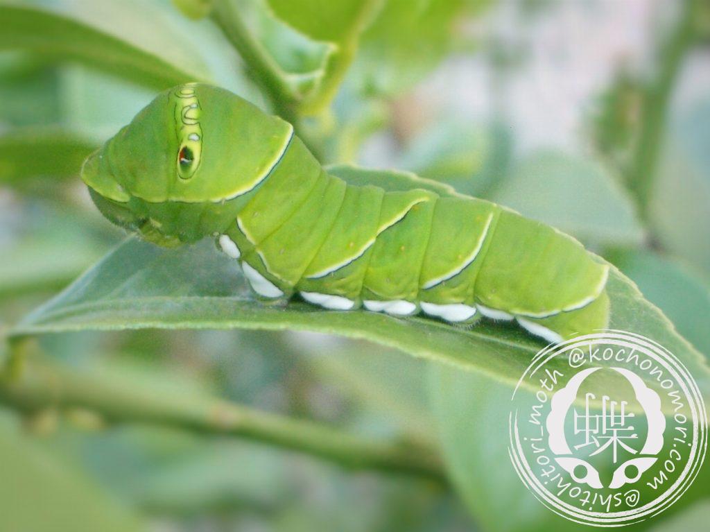 49db8a92fc68651ba5e9196018542e34 m