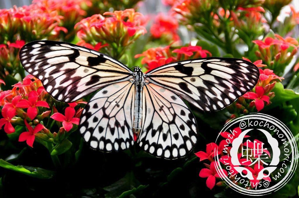 beautiful bloom blooming blossom 268432