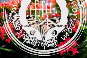 オオゴマダラ beautiful-bloom-blooming-blossom-268432