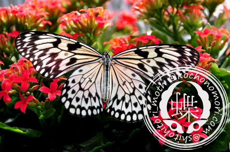 投稿についてもっと詳しく オオゴマダラ