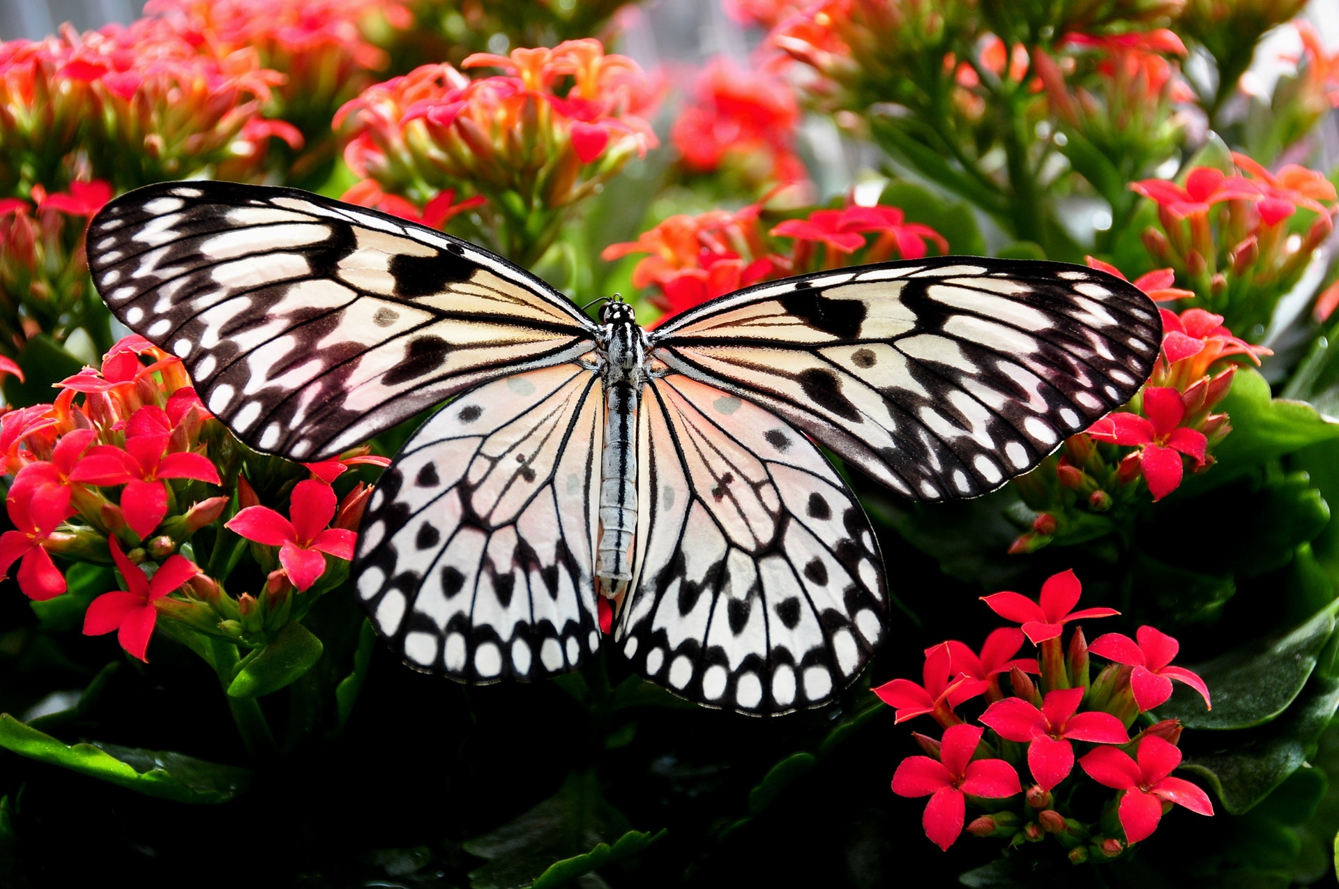 オオゴマダラ 胡蝶の杜