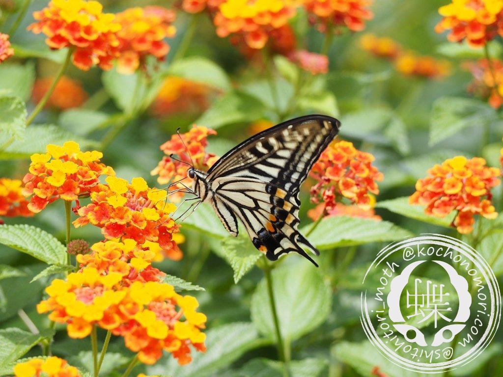 swallowtail butterfly 802286 1280