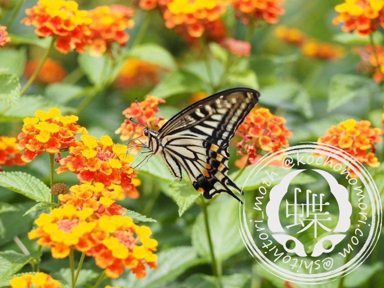 投稿についてもっと詳しく ナミアゲハ