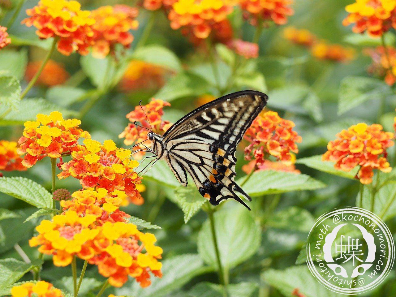 あなたが現在見ているのは ナミアゲハ