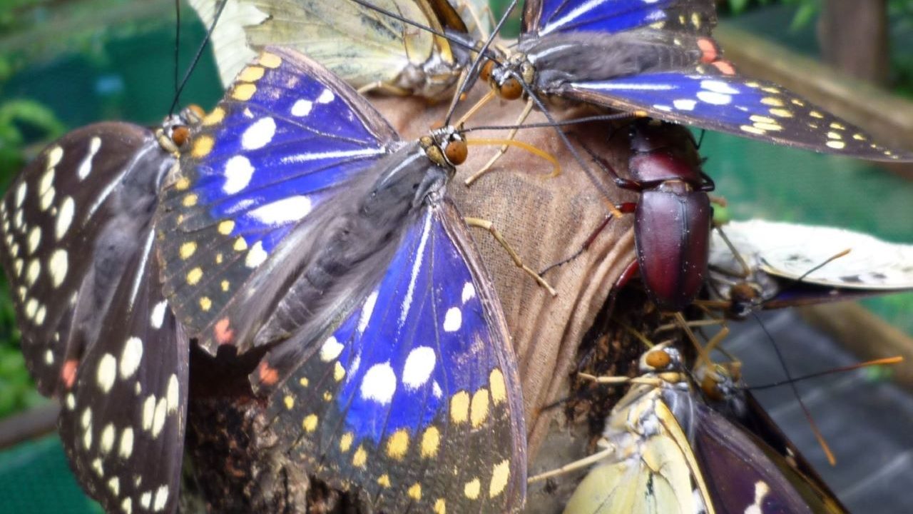 オオムラサキ 胡蝶の杜