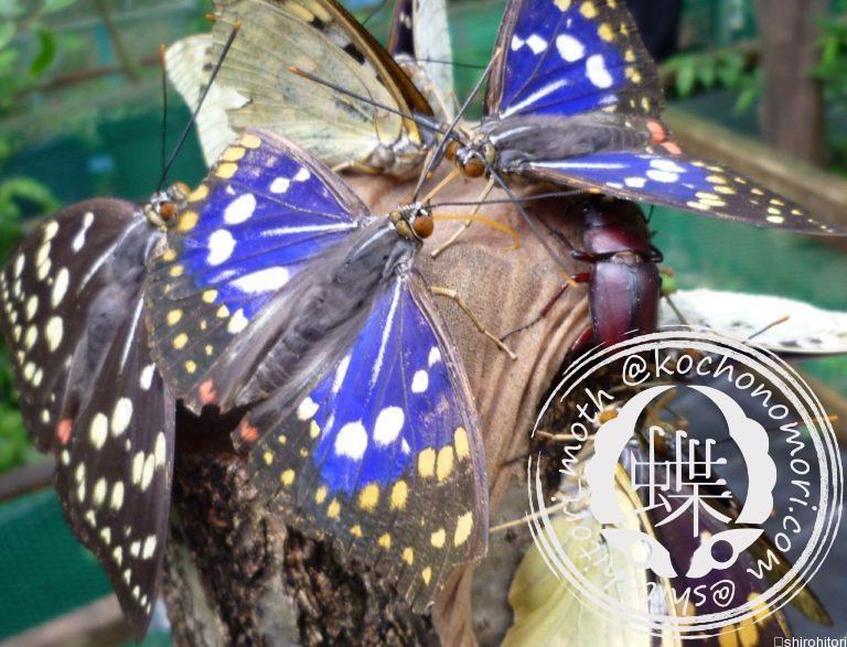 投稿についてもっと詳しく オオムラサキ