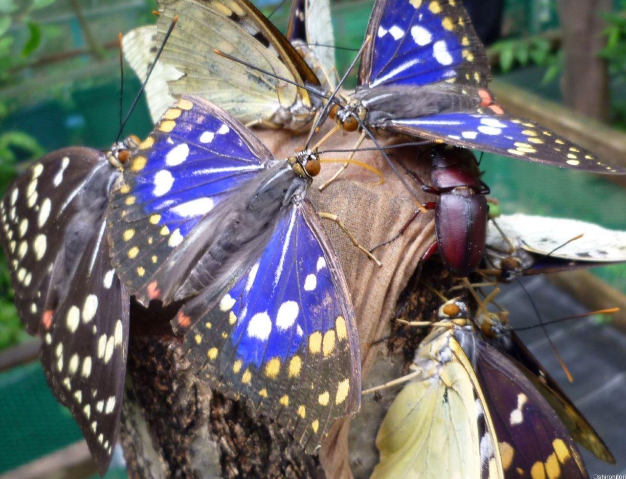 オオムラサキ | 胡蝶の杜