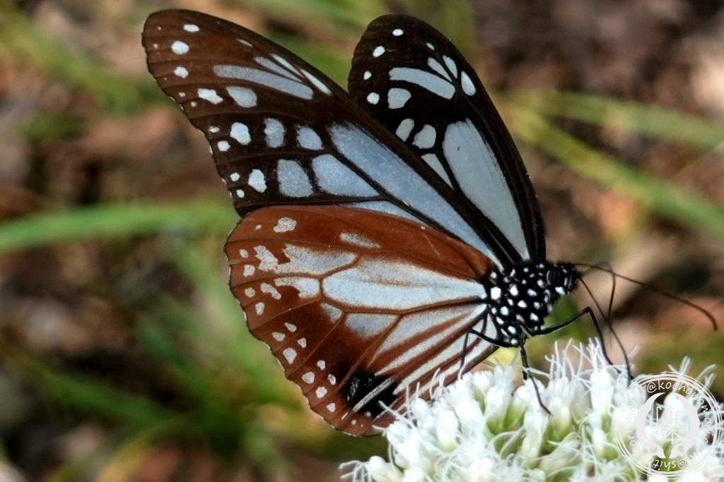 4364355c15309cb2ad5d6c959b7ca64a m