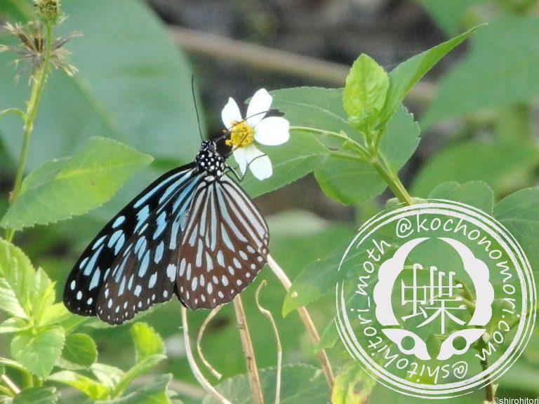 投稿についてもっと詳しく リュウキュウアサギマダラ