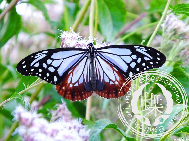 投稿についてもっと詳しく アサギマダラ