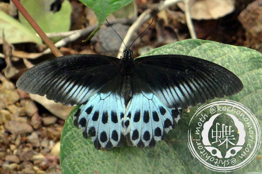 blue mormon 179183 1280