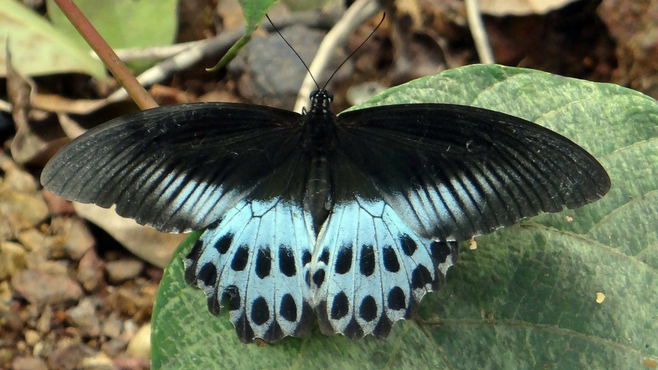 テンジクアゲハ 胡蝶の杜