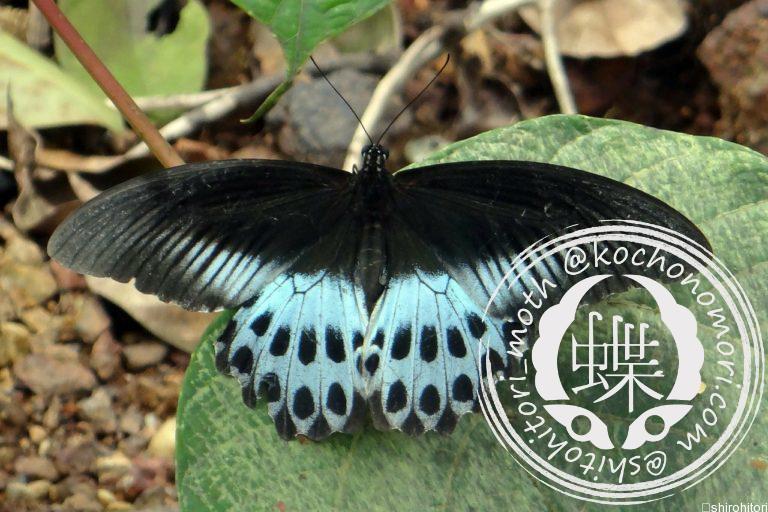 投稿についてもっと詳しく テンジクアゲハ