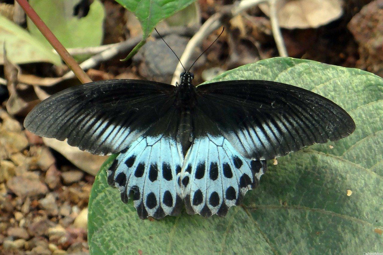 テンジクアゲハ | 胡蝶の杜