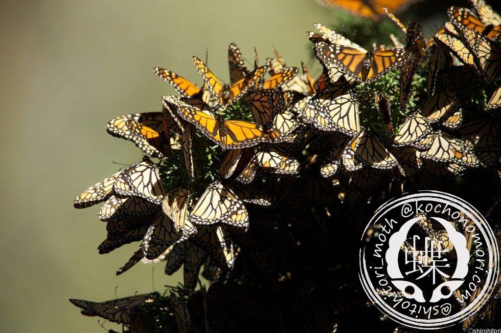 オオカバマダラ - 胡蝶の杜