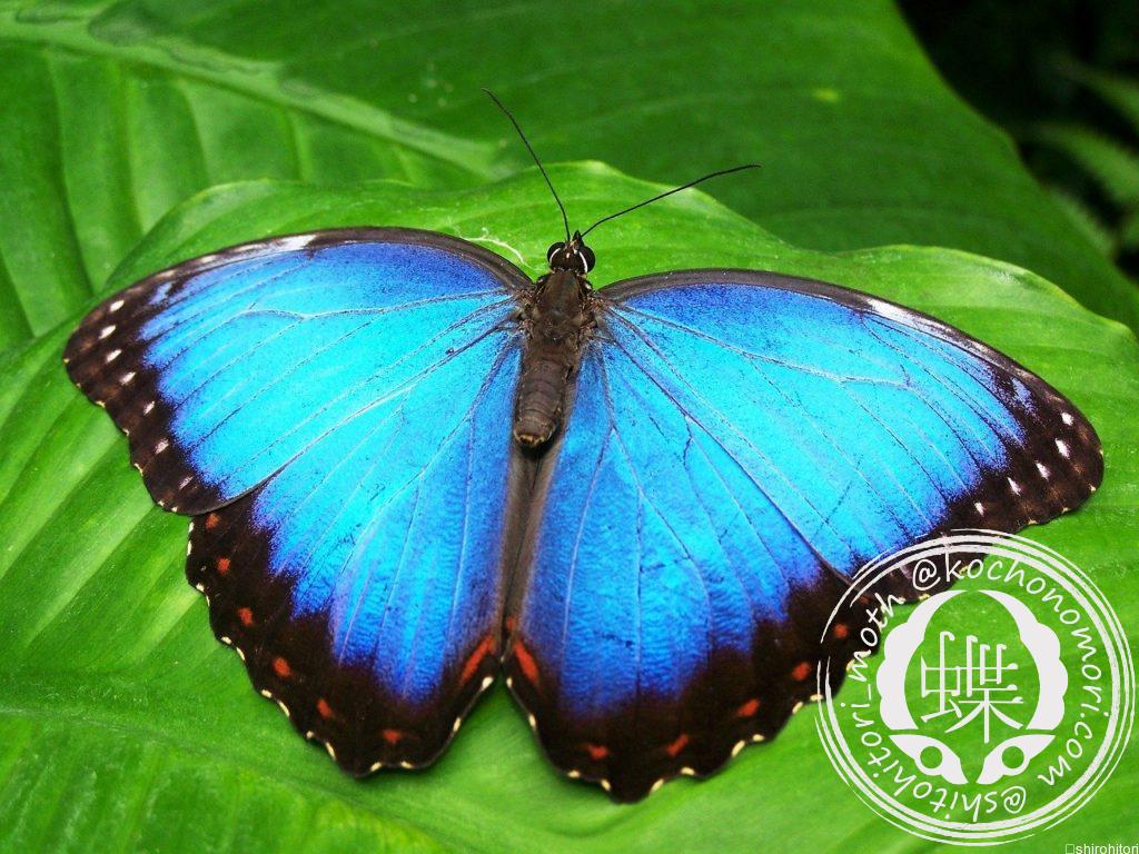 butterfly 142506 1280