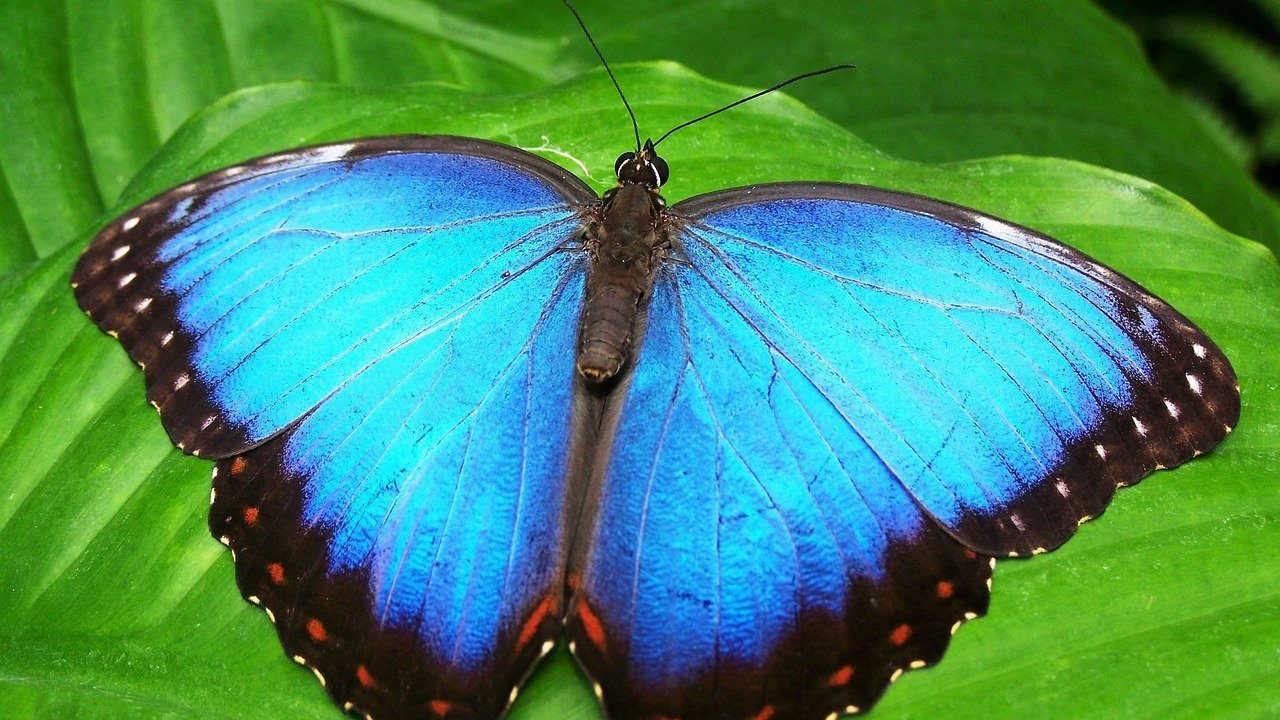 ペレイデスモルフォ 胡蝶の杜