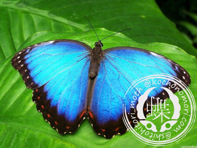 投稿についてもっと詳しく ペレイデスモルフォ