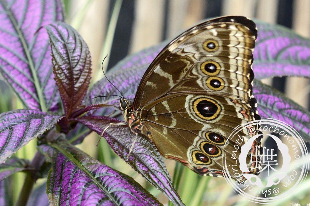 butterfly 3602111 1280