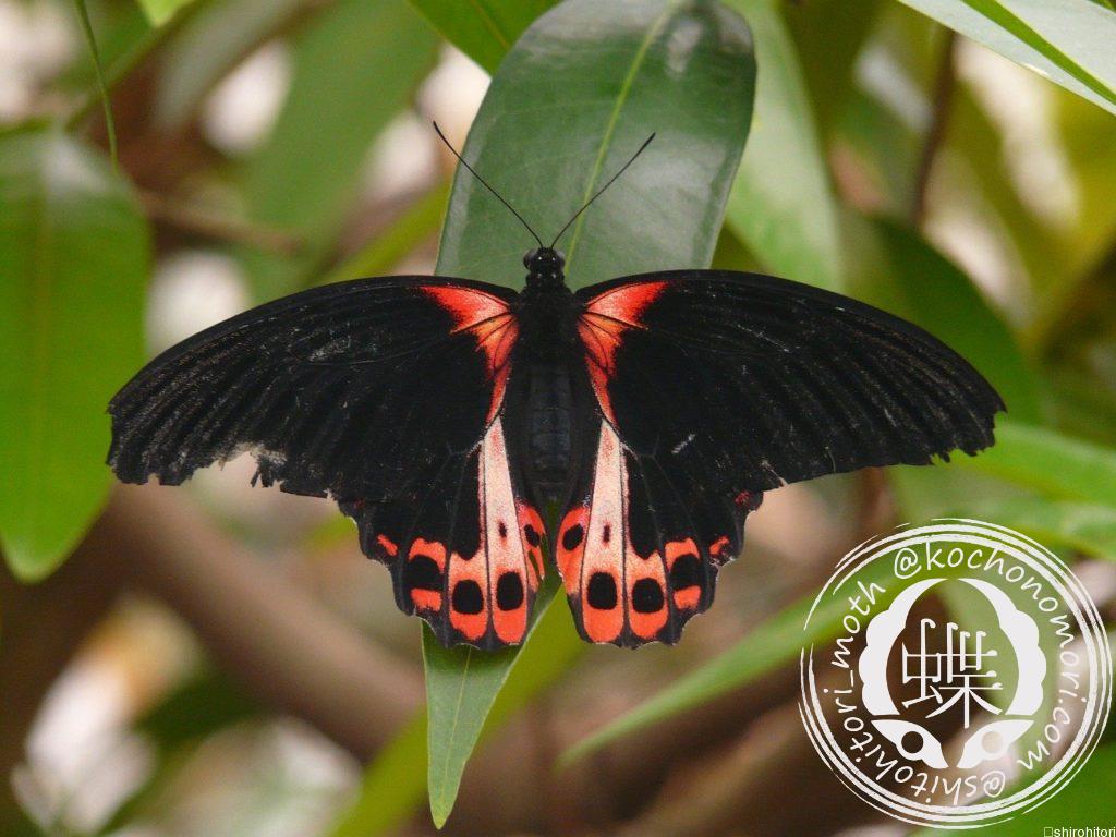 butterfly 53016 1280