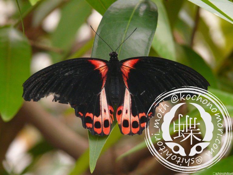 投稿についてもっと詳しく アカネアゲハ