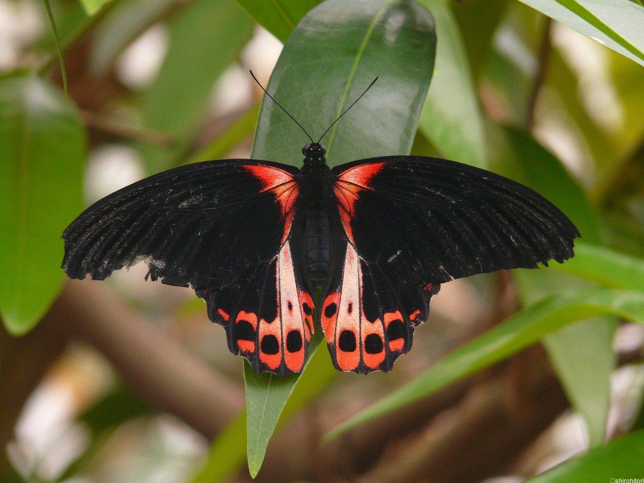 アカネアゲハ | 胡蝶の杜