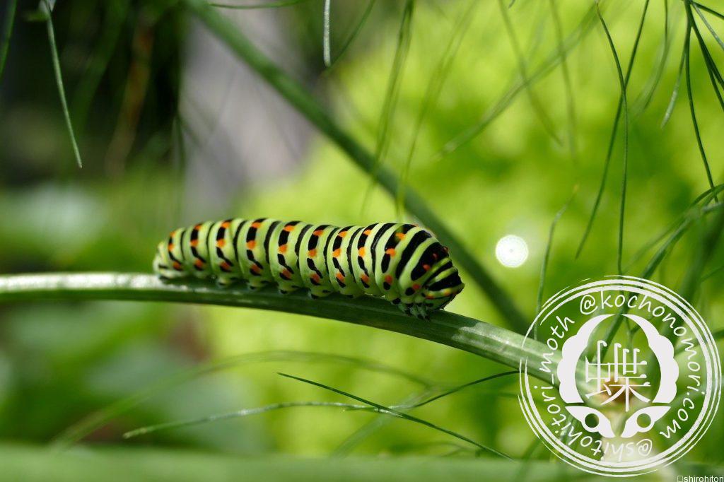 caterpillar 2604350 1280