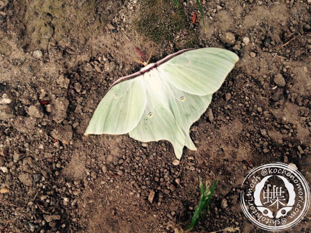 オオミズアオ - 胡蝶の杜