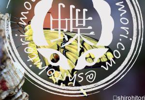 dovetail-3168839_1280