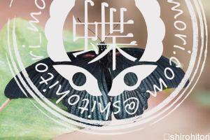 ナガサキアゲハ ナガサキアゲハ オス