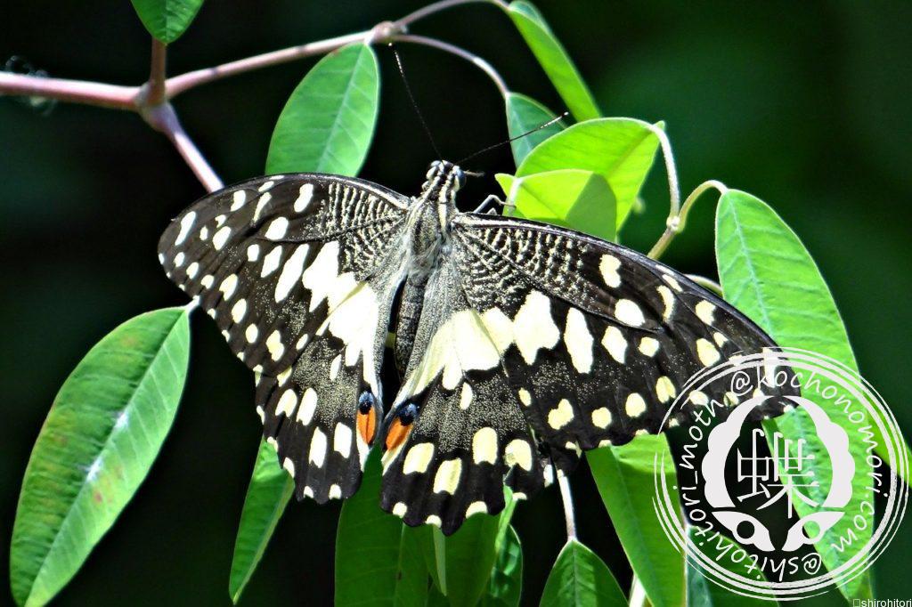 lime butterfly 327867 1280