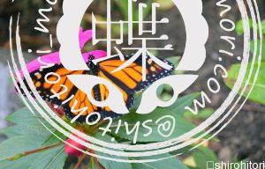 オオカバマダラ