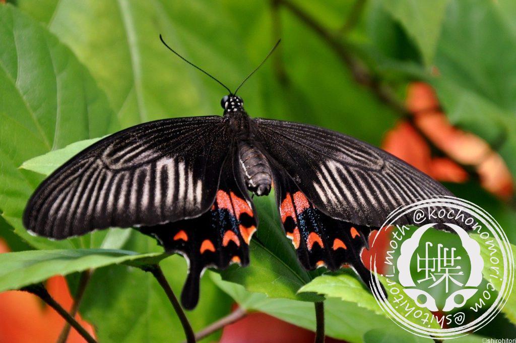 mormon butterfly 1310719 1280