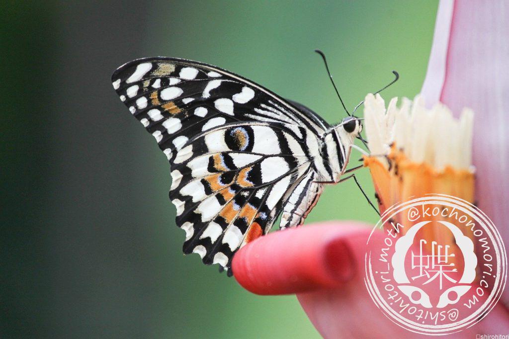 papilio demoleus 4333413 1280