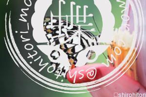 オナシアゲハ papilio-demoleus