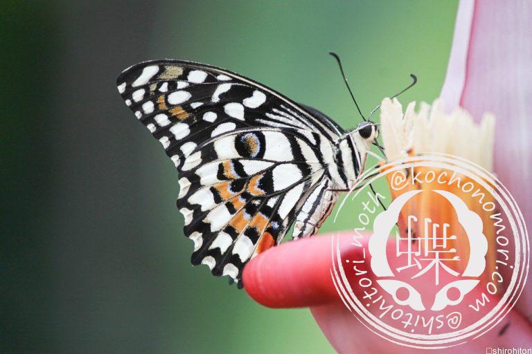 投稿についてもっと詳しく オナシアゲハ