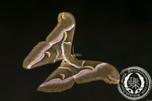 シンジュサン シンジュサン