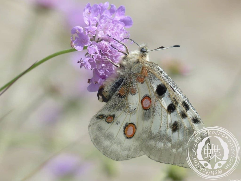 apollo 186207 1280 min