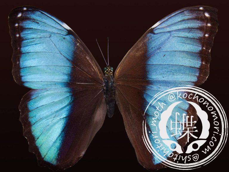 投稿についてもっと詳しく デイダミアモルフォ