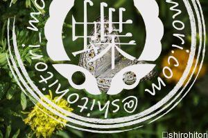 グレーパンジー