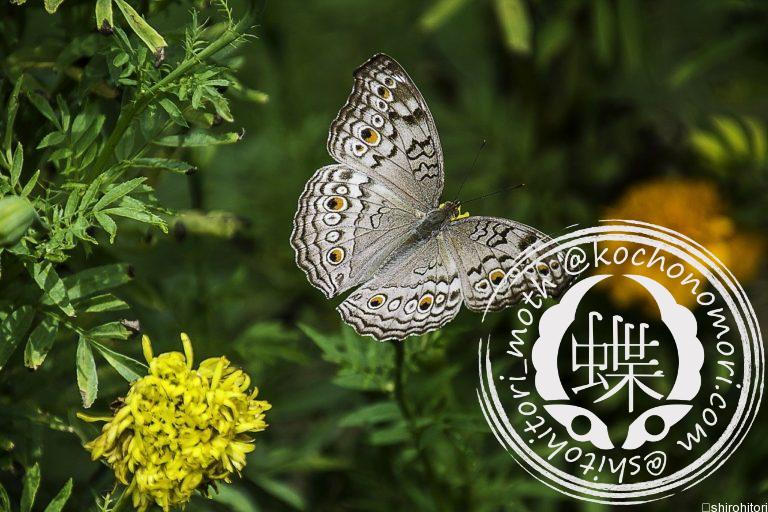 投稿についてもっと詳しく ハイイロタテハモドキ