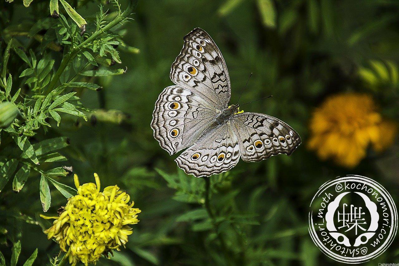 あなたが現在見ているのは ハイイロタテハモドキ