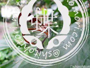 グラスウィングバタフライ