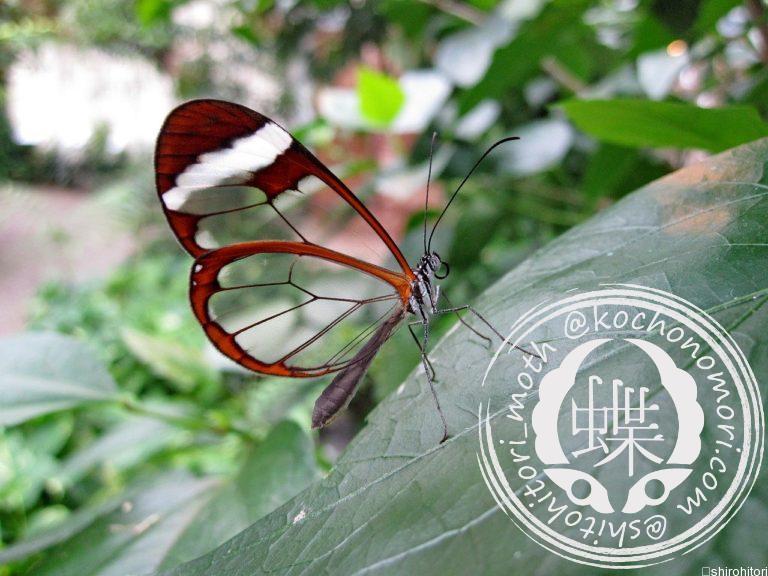 投稿についてもっと詳しく ツマジロスカシマダラ