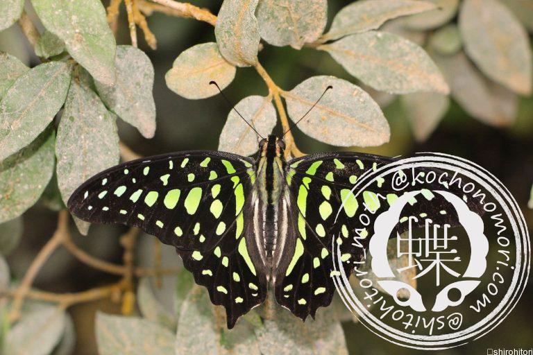 投稿についてもっと詳しく コモンタイマイ