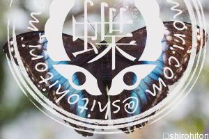 アキレスモルフォ