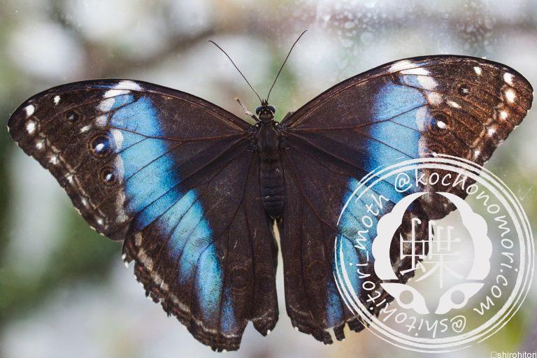 投稿についてもっと詳しく アキレスモルフォ