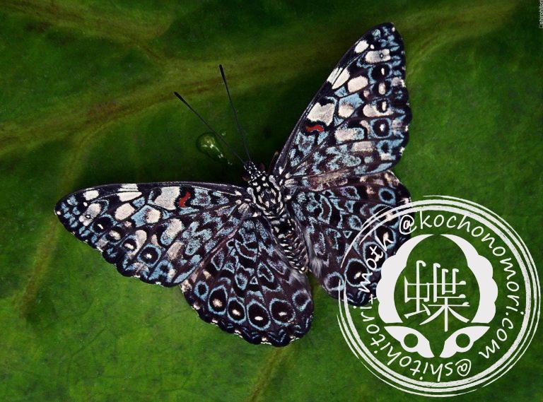 投稿についてもっと詳しく コケイロカスリタテハ