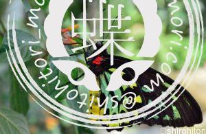 ケアンズトリバネアゲハ　オス